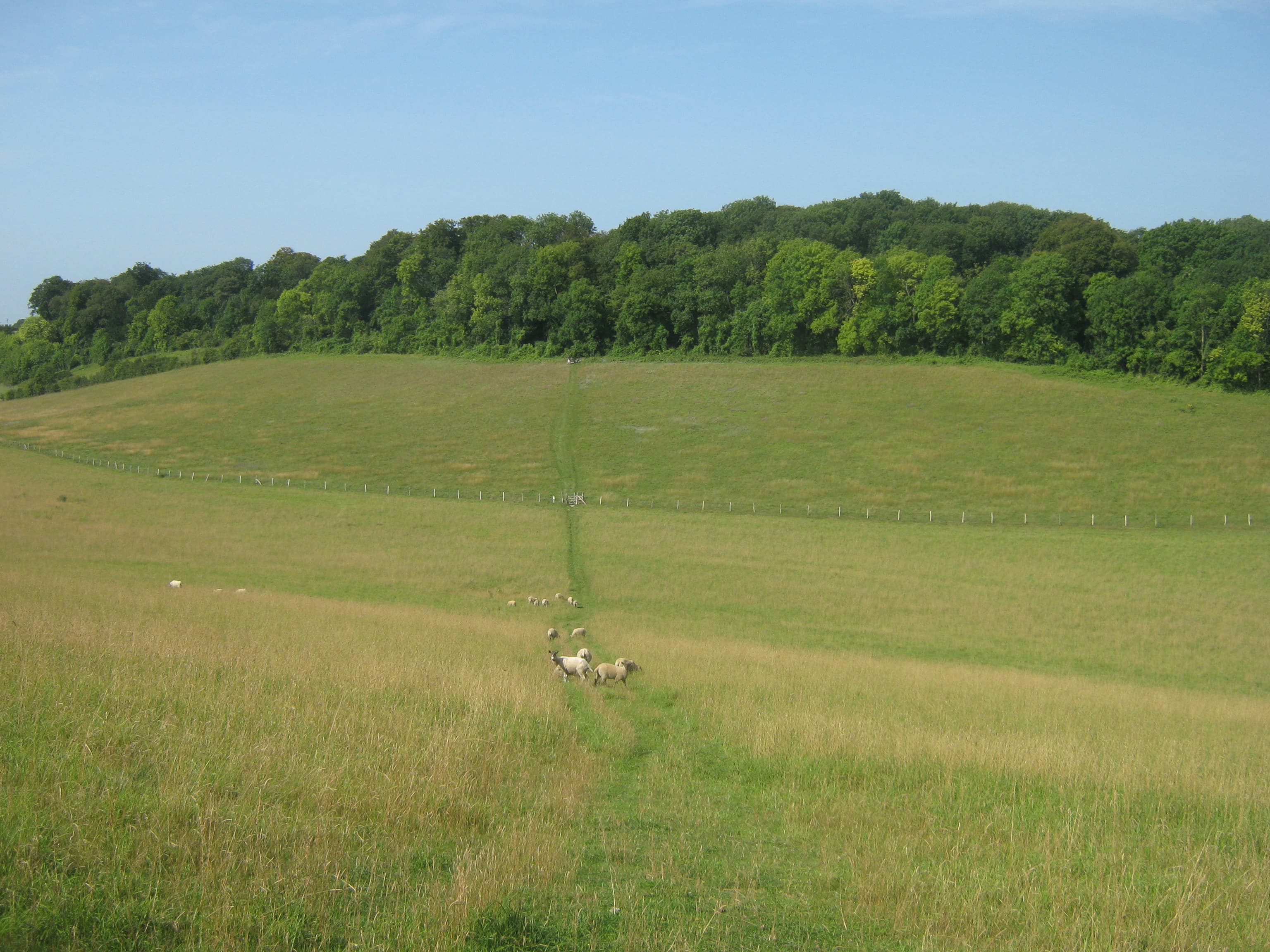 Broom Wood