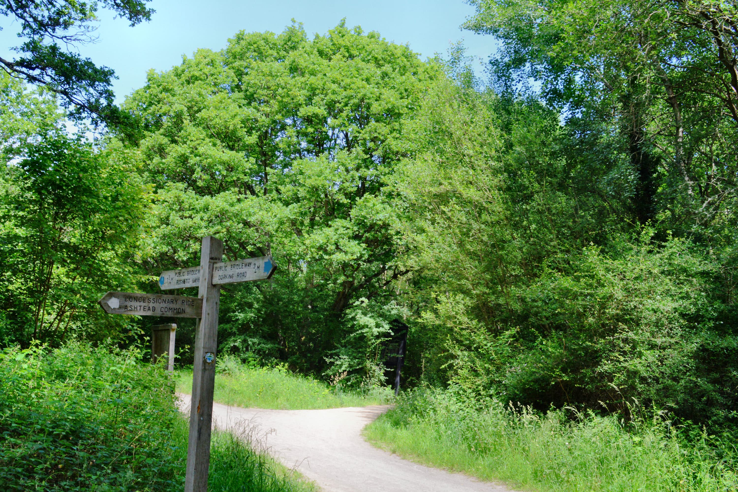 Ashtead Common