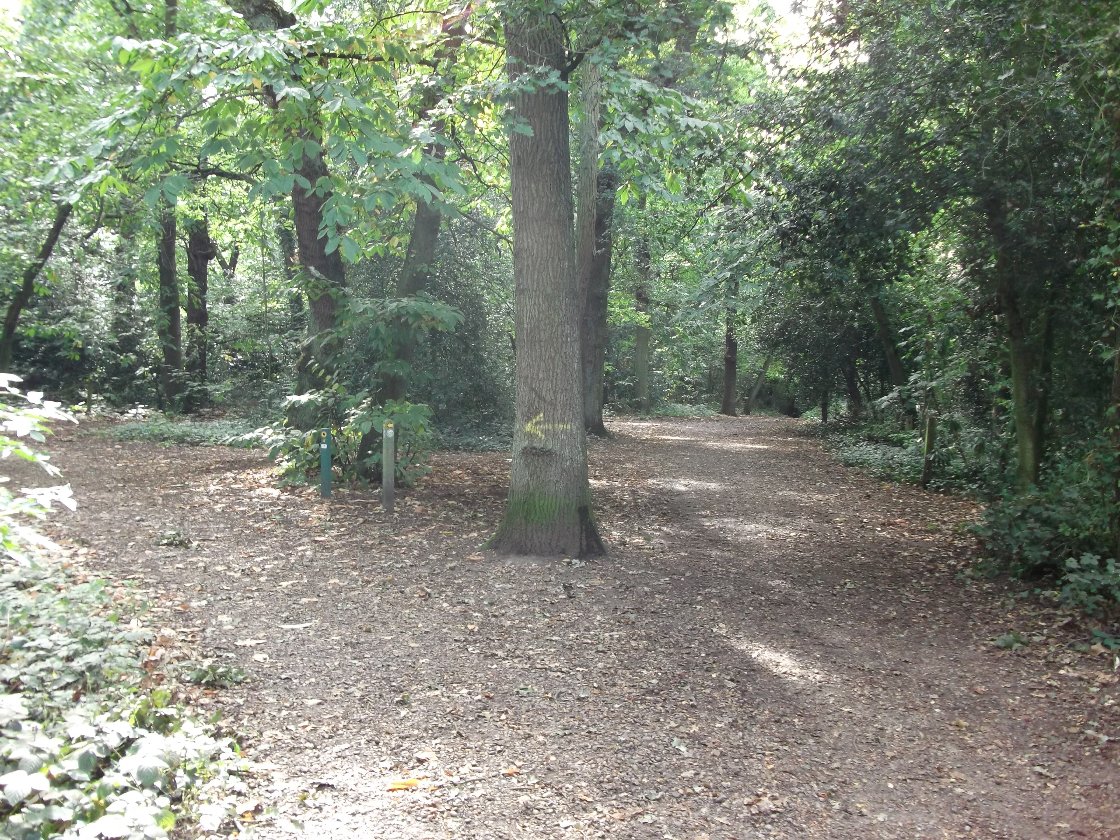 Summerhouse Hill Wood