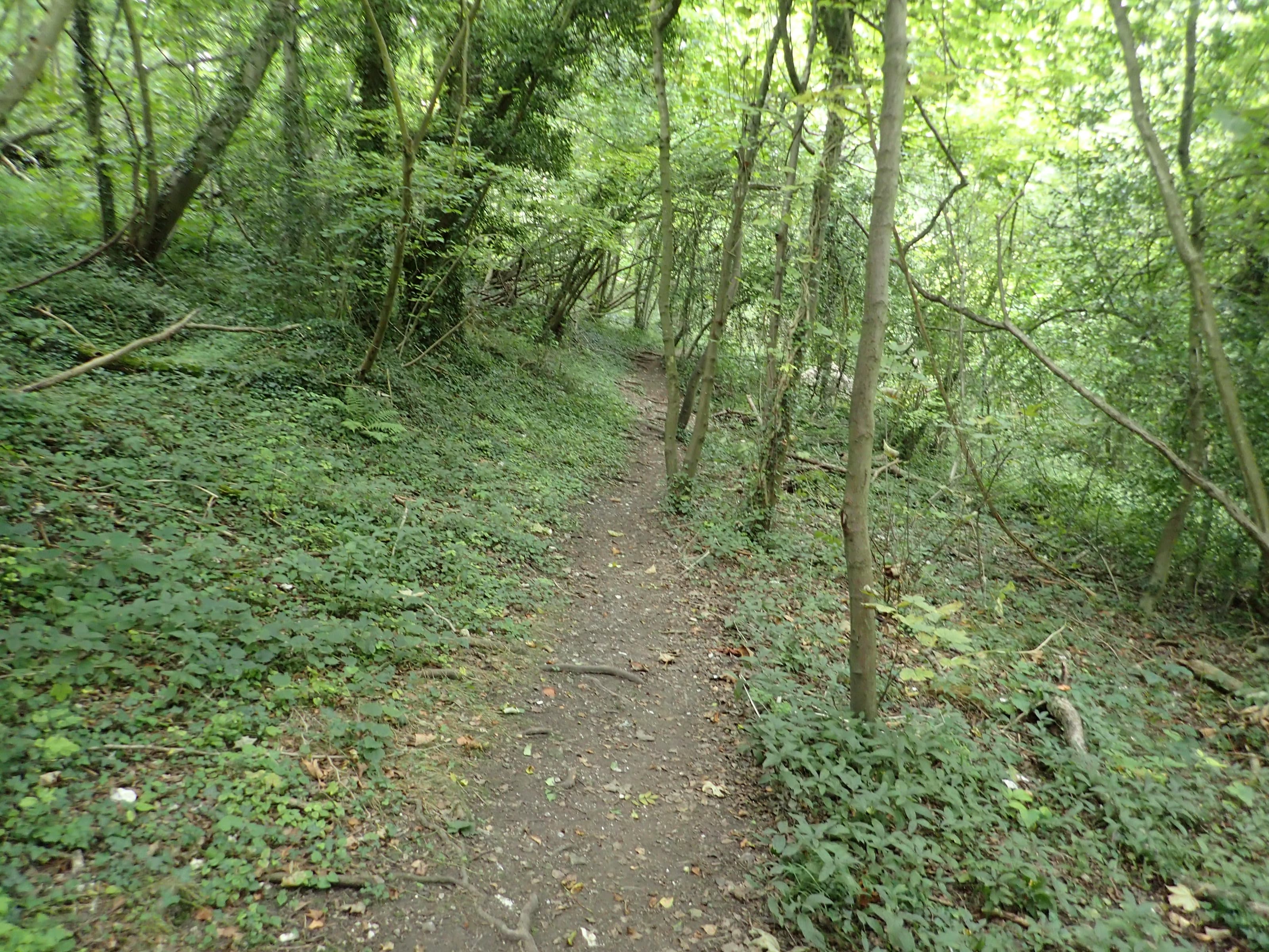 Boxers Wood