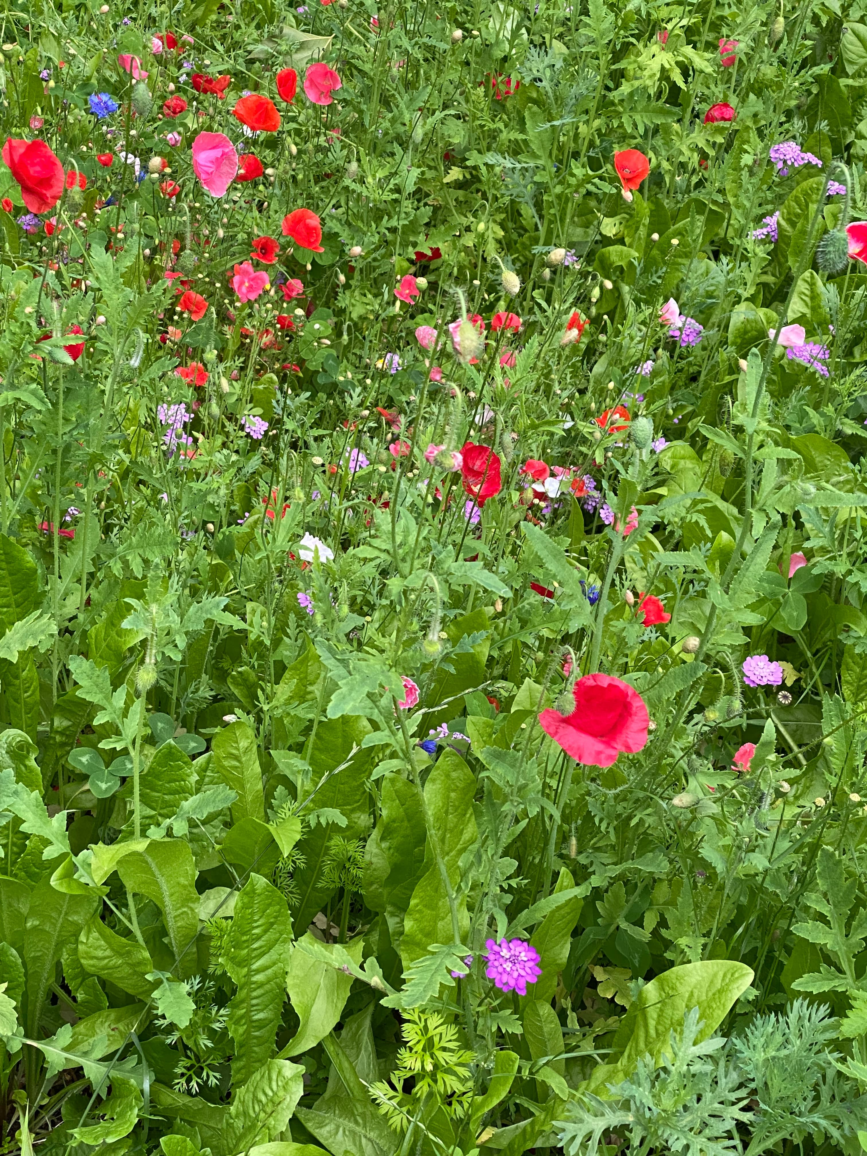 Wildflowers