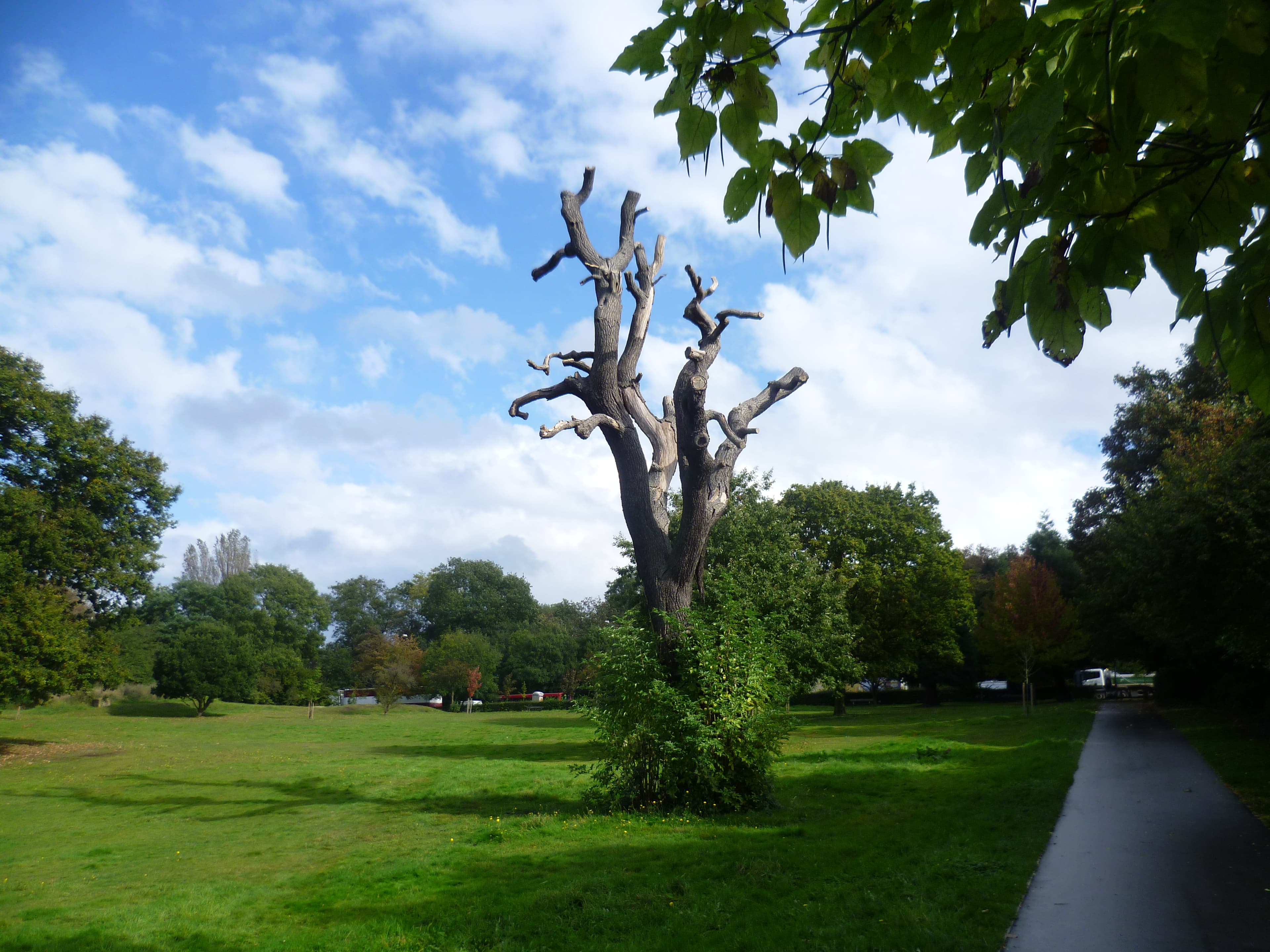 Hanger Hill Park Tiny Forest