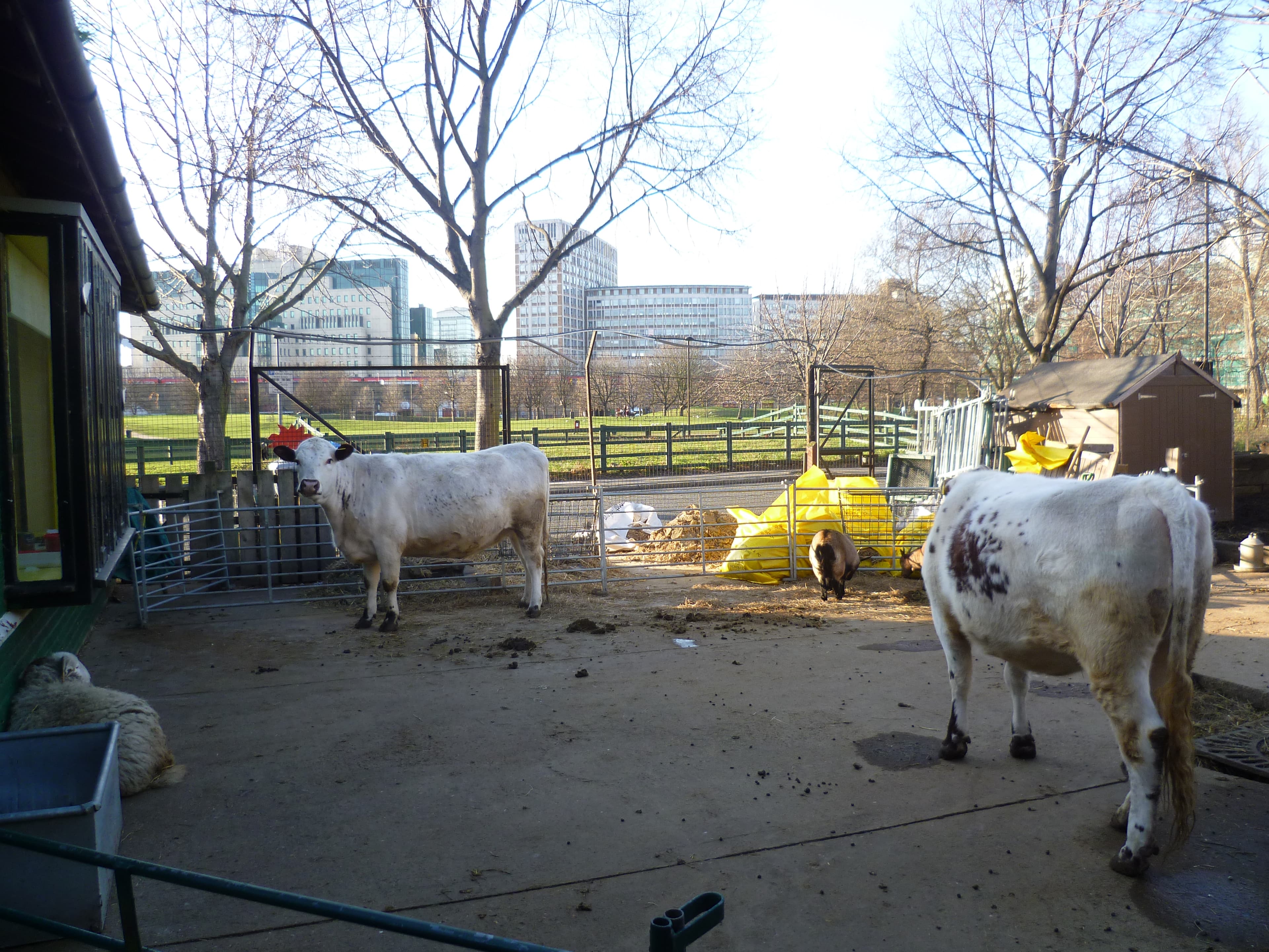 Vauxhall City Farm
