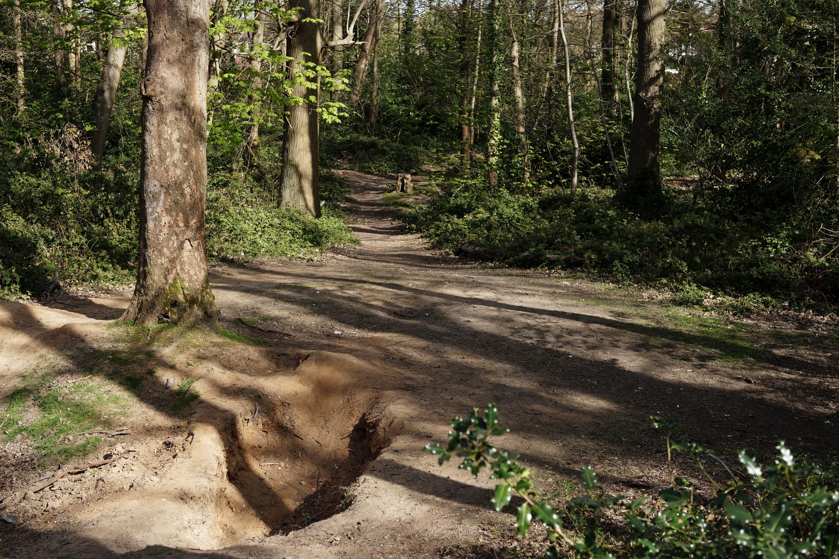 Foxes Wood