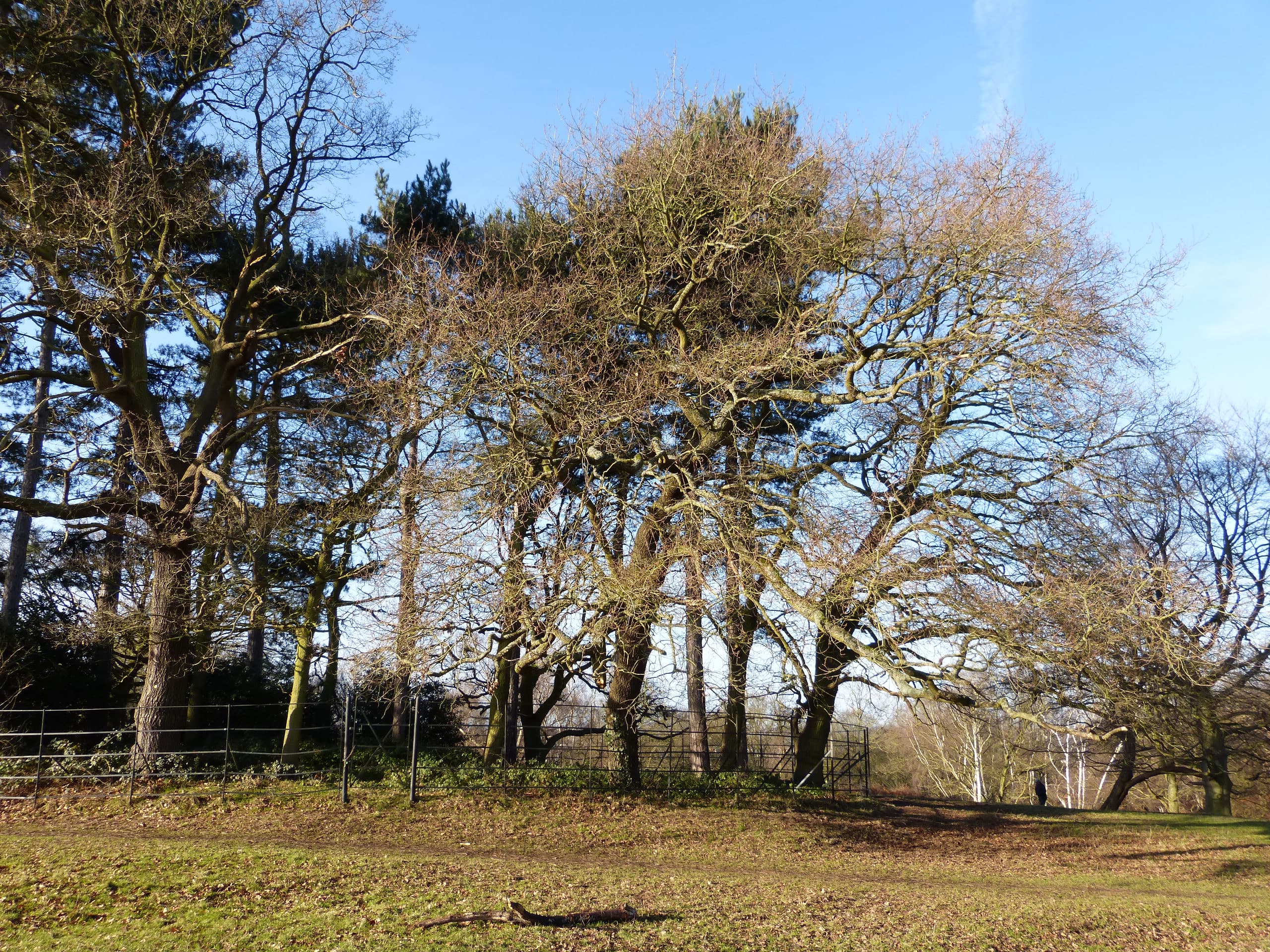 King's Clump