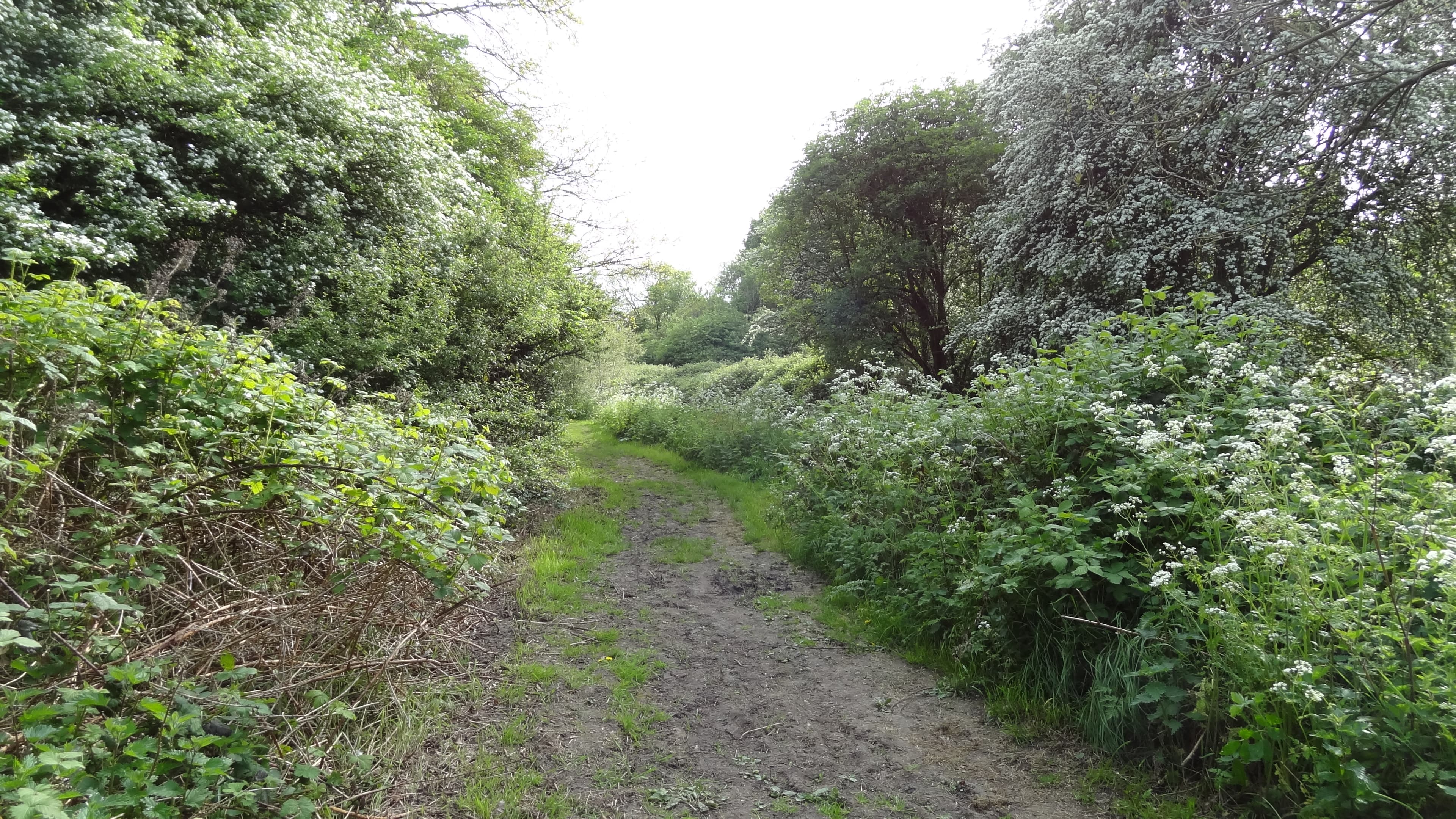 Berrylands Nature Reserve