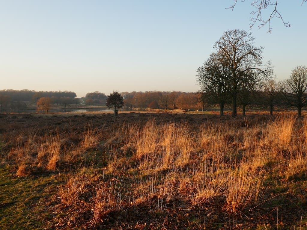 Lawn Plantation